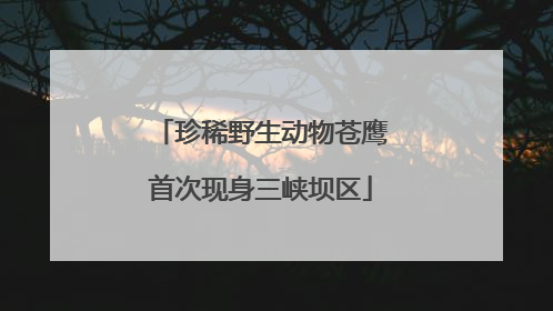 珍稀野生动物苍鹰首次现身三峡坝区