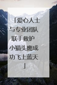爱心人士与专业团队联手救护 小猫头鹰成功飞上蓝天