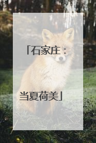 石家庄：当夏荷美