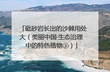 砒砂岩长出的沙棘用处大（美丽中国·生态治理中的特色植物③）