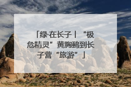 绿·在长子丨“极危精灵”黄胸鹀到长子营“旅游”