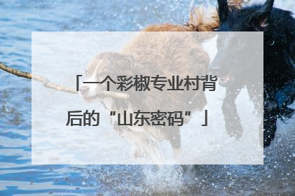一个彩椒专业村背后的“山东密码”