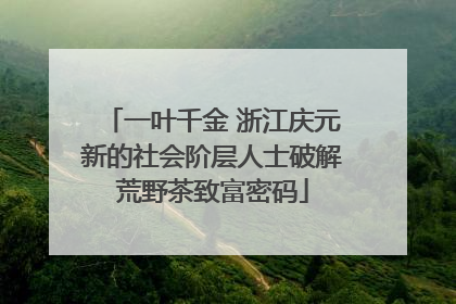 一叶千金 浙江庆元新的社会阶层人士破解荒野茶致富密码