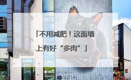 不用减肥！这面墙上有好“多肉”