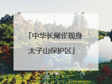 中华长尾雀现身太子山保护区