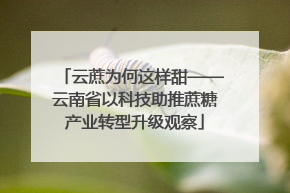 云蔗为何这样甜——云南省以科技助推蔗糖产业转型升级观察