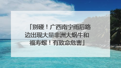 别碰！广西南宁雨后路边出现大量非洲大蜗牛和福寿螺！有致命危害