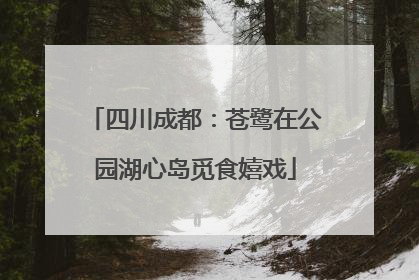 四川成都：苍鹭在公园湖心岛觅食嬉戏