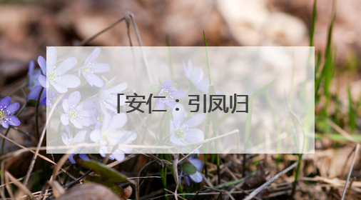 安仁：引凤归巢结硕果 产业兴旺促发展