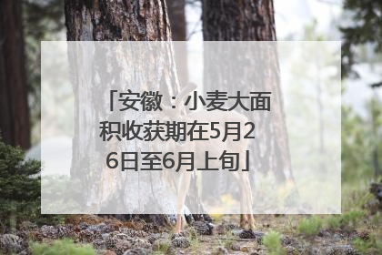 安徽：小麦大面积收获期在5月26日至6月上旬