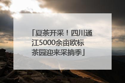 夏茶开采！四川通江5000余亩欧标茶园迎来采摘季