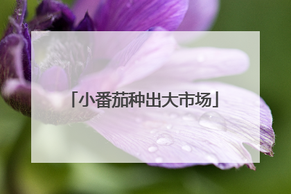 小番茄种出大市场