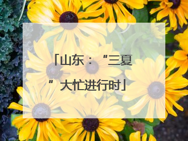 山东：“三夏”大忙进行时