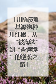 川陈皮唯一基源物种川红橘：从“被淘汰”到“香饽饽”的逆袭之路