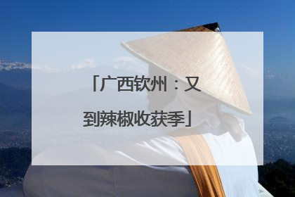广西钦州：又到辣椒收获季