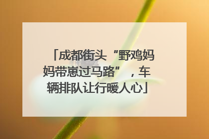 成都街头“野鸡妈妈带崽过马路”，车辆排队让行暖人心