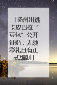 扬州出逃卡皮巴拉“豆包”公开征婚：无须彩礼且有正式编制