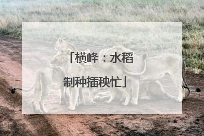 横峰：水稻制种插秧忙
