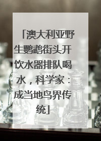澳大利亚野生鹦鹉街头开饮水器排队喝水，科学家：成当地鸟界传统