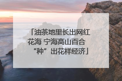 油茶地里长出网红花海 宁海高山百合“种”出花样经济