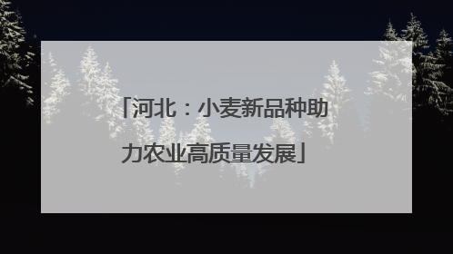 河北：小麦新品种助力农业高质量发展