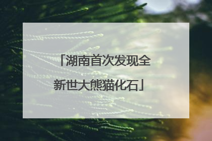 湖南首次发现全新世大熊猫化石