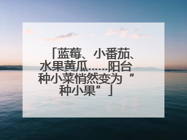 蓝莓、小番茄、水果黄瓜……阳台种小菜悄然变为“种小果”