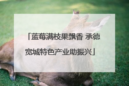 蓝莓满枝果飘香 承德宽城特色产业助振兴