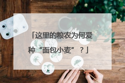 这里的粮农为何爱种“面包小麦”？