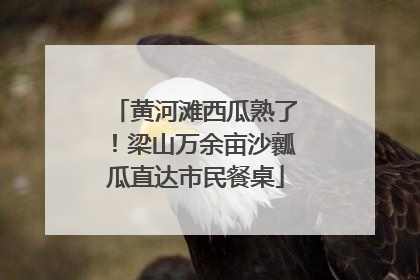 黄河滩西瓜熟了！梁山万余亩沙瓤瓜直达市民餐桌